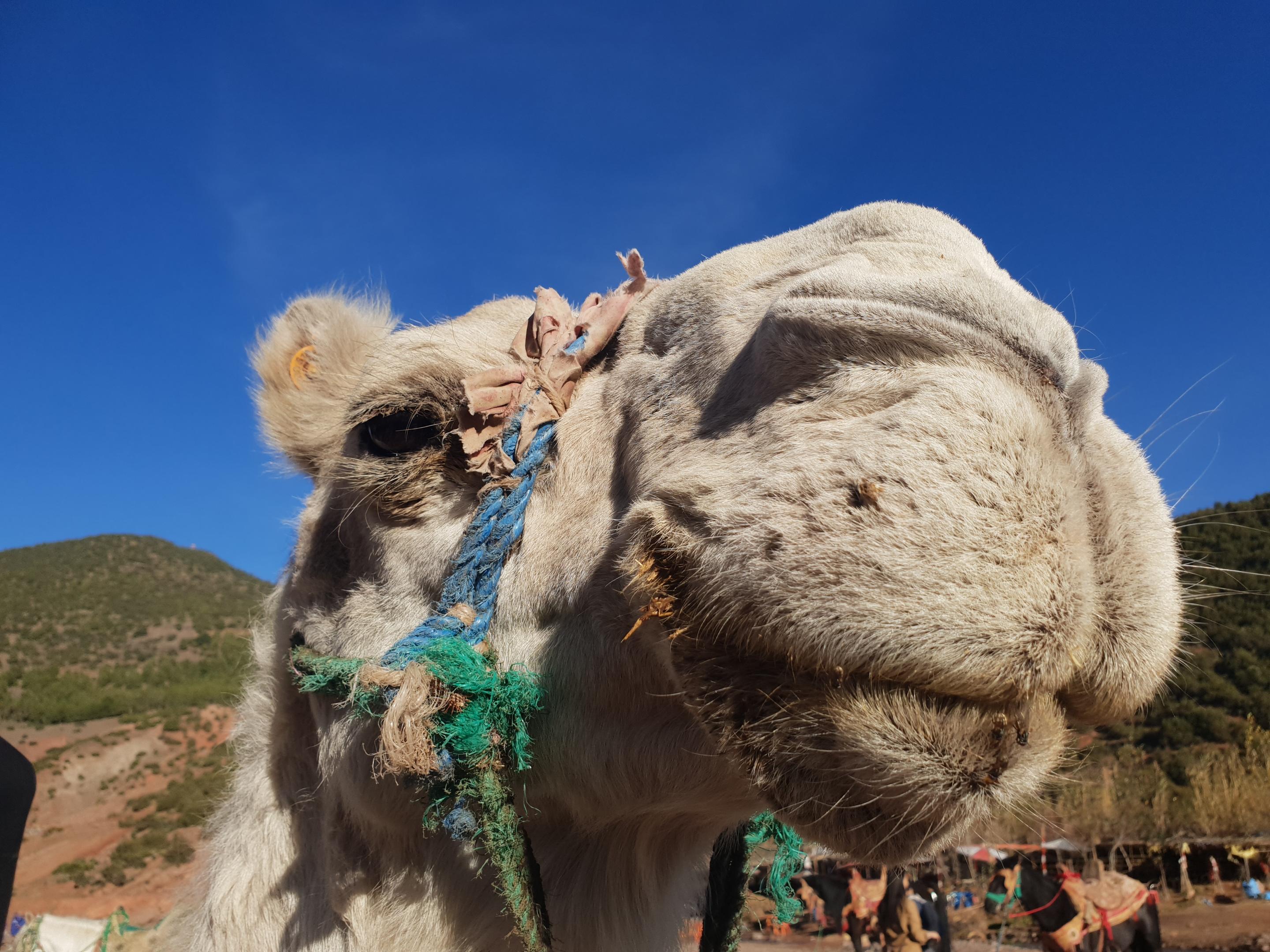 Bed and Breakfast Kasbah Africa Ouirgane Exterior foto